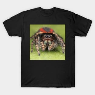 Female Jumping Spider T-Shirt